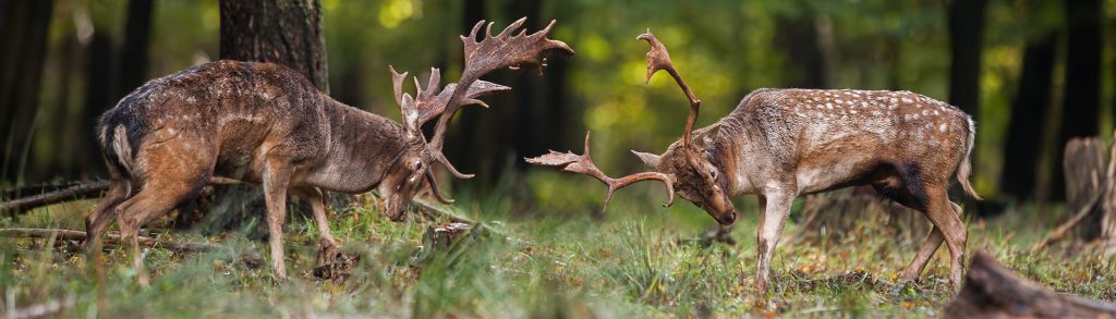 The Housing, Grants, Construction and Regeneration Act (HGCRA) and the Scheme for Construction Contracts