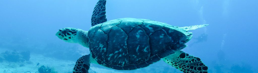 Whole Life Costs vs Value Engineering